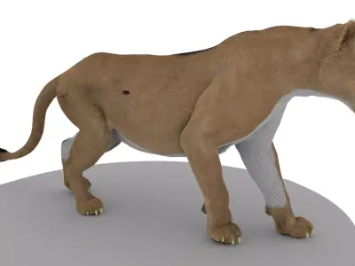 Lion With Facial Rig and Xgen Hair 3D model