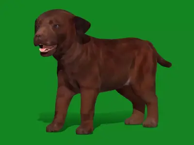 Labrador Retriever Puppy Dog Low-poly 3D model