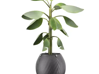 Flowerpot Banana 3D model