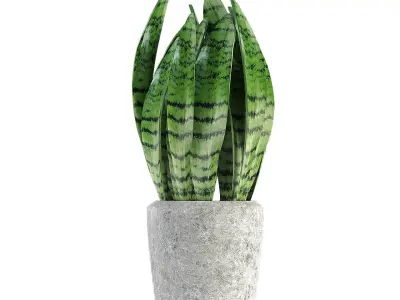 Plant in Pot Flowerpot Exotic Plant 3D model 21