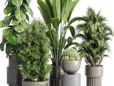 indoor plant cactus ficus rubbery monstera palm concrete dirt 3D model