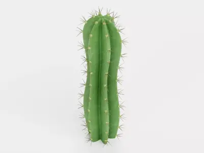 San Pedro Cactus Low-poly 3D model