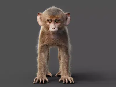 Young Rhesus Monkey - Static Version - Xgen-core 3D model