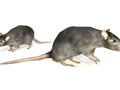 Low-Poly Rat Rigged-Animated Mouse 3D Model Low-poly 3D model