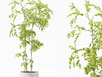 Collection Indoor Plants 018 3D model