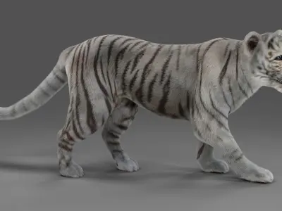 Fur White Tiger Panther Rigged in Blender  Low-poly 3D model