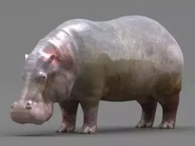 Hippopotamus 3D model get