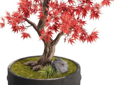 Bonsai plant 02 3D model