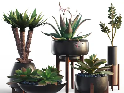 Plants collection 12 3D model