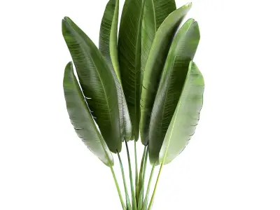 Ravenala in a rust pot for the interior 926 3D model