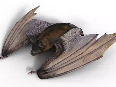 Bat Night 3D model