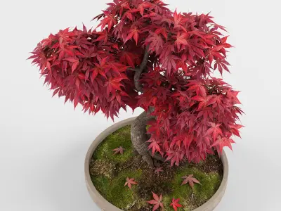 Bonsai Japanese Maple tree 3D model