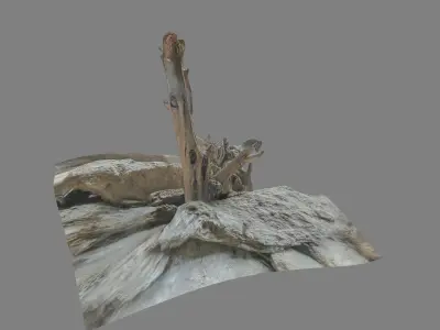 Dead tree on a rock Free low-poly 3D model