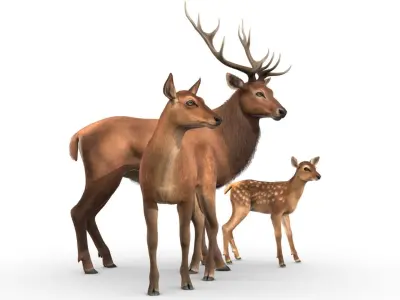 Red Deer Family Low-poly 3D model