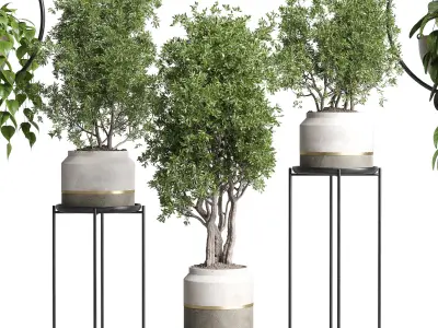 pot plant standing and hanging pot - wall plant set 386 Low-poly 3D model