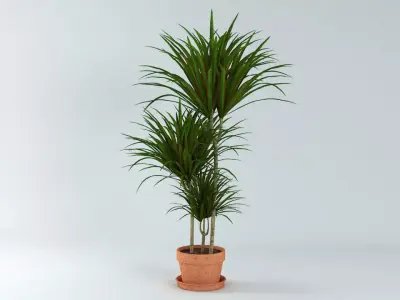 Dracaena Marginata Plant 3D model