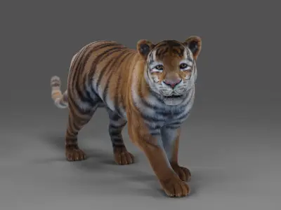 Fur Tiger Panther Rigged in Blender  Low-poly 3D model