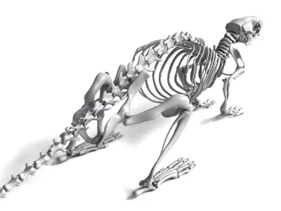 Rat Skeleton 3D Model 3D model