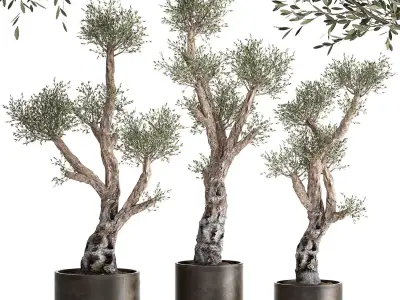 Olive tree in a rusty flowerpot for the interior 990 3D model