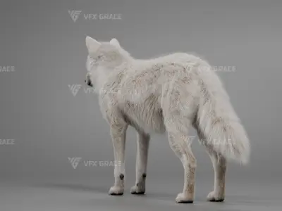Arctic Wolf Animation - Blender 3D Model 3D model