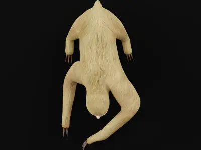 Two Toed Sloth Low-poly 3D model