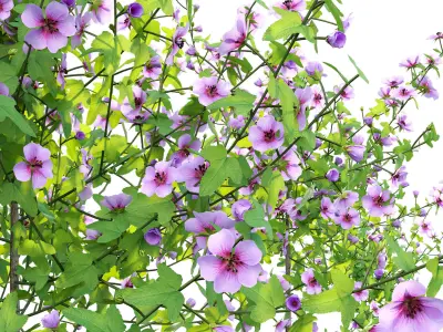 Anisodontea capensis - African Mallow 01 3D model