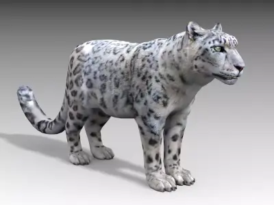 Snow Leopard Low-poly 3D model