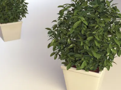 Plant In Pot 01 3D model