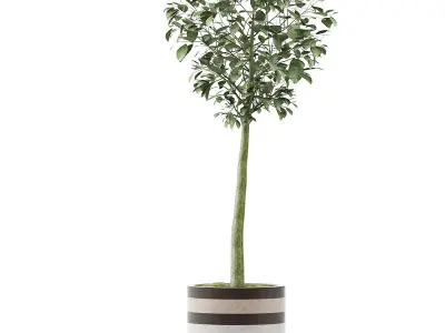 Plants Collection 120 3D model