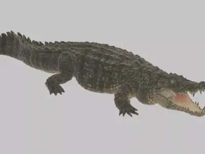 Highly Detailed Crocodile 3D Model 3D model