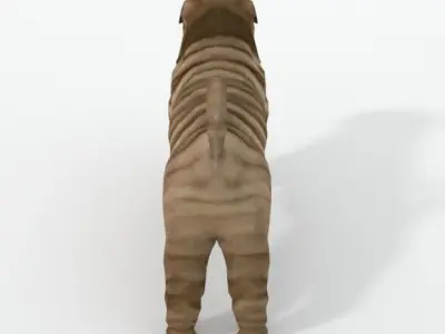 Shar Pei Low-poly 3D model