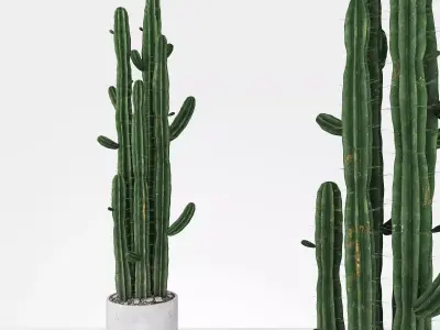 Plant 6 2 two cactus plants in pot 3D model