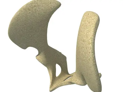 Camel Animal Pelvis  3D model