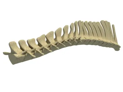 3D Animal Spinal Column 78 3D model