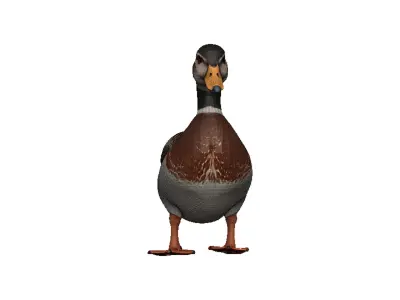 Duck-Duck Low-poly 3D model