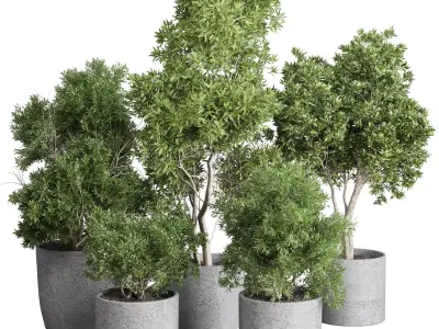 Outdoor Plants Trees and shrubs in Pot Set 144 Low-poly 3D model