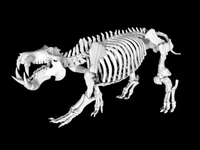 Hippo skeleton Low-poly 3D model