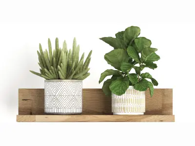 Collection of Exotic Plants 407 3D model