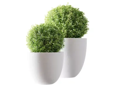 Indoor Plants Free 3D model