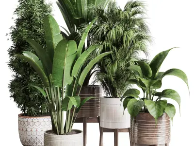 indoor plant ficus ravenala of earthenware and patternd vases 3D model