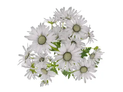 Marguerite daisy 3D model