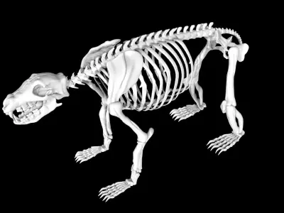 Bear Skeleton Low-poly 3D model
