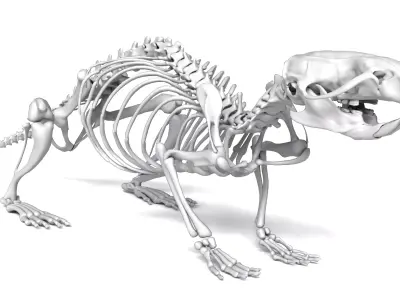 Rat Skeleton 3D Model 3D model