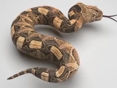 Viper Snake 3D model