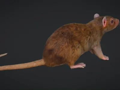 Rat Rigged Low-poly 3D model
