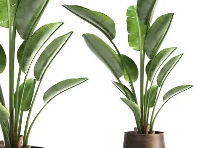 Ravenala palm in a rust pot for the interior 963 3D model