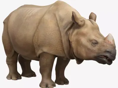 Indian Rhinoceros  Low-poly 3D model