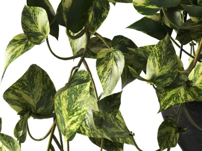 pendant plant 3D model