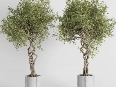 outdoor plant set 185 pot plant tree palm concrete dirt vase Low-poly 3D model