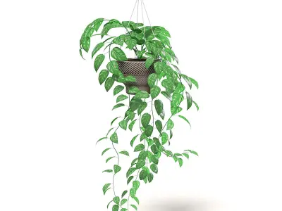 Hanging Plant 3D Model 3D model